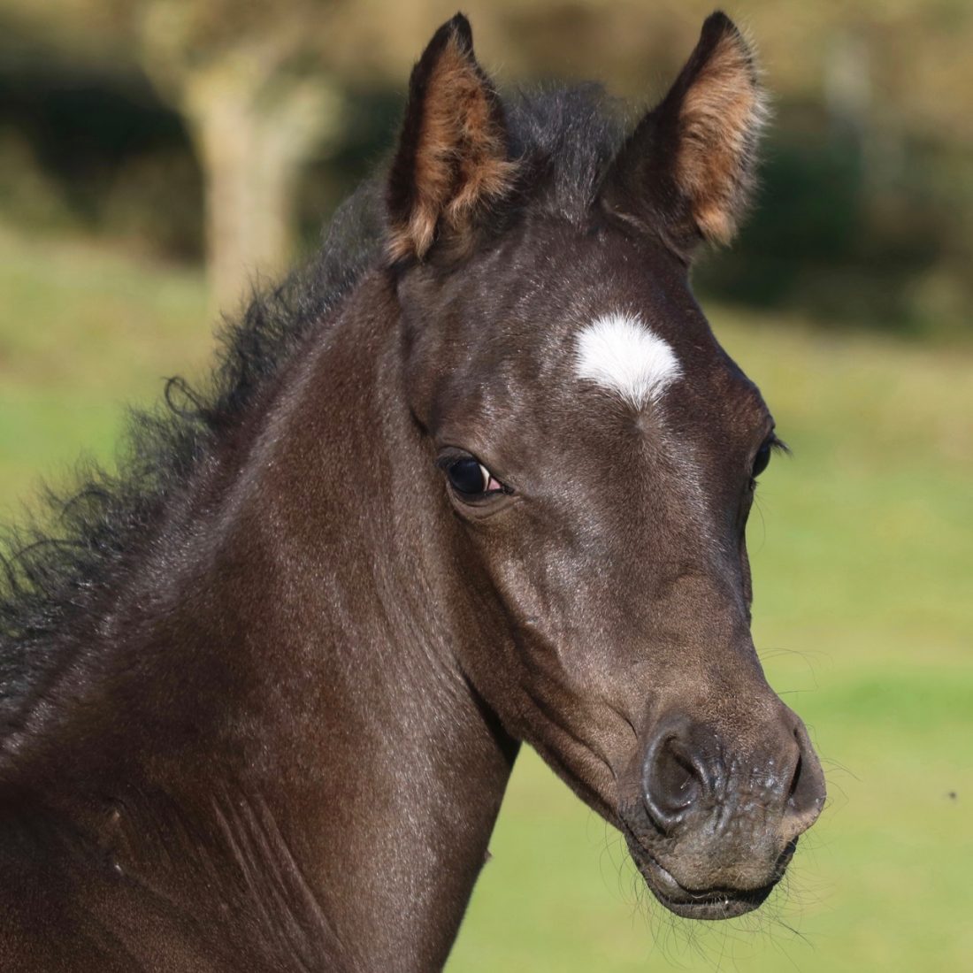 Aaleyah Black Arabians Finest Arabian Horses
