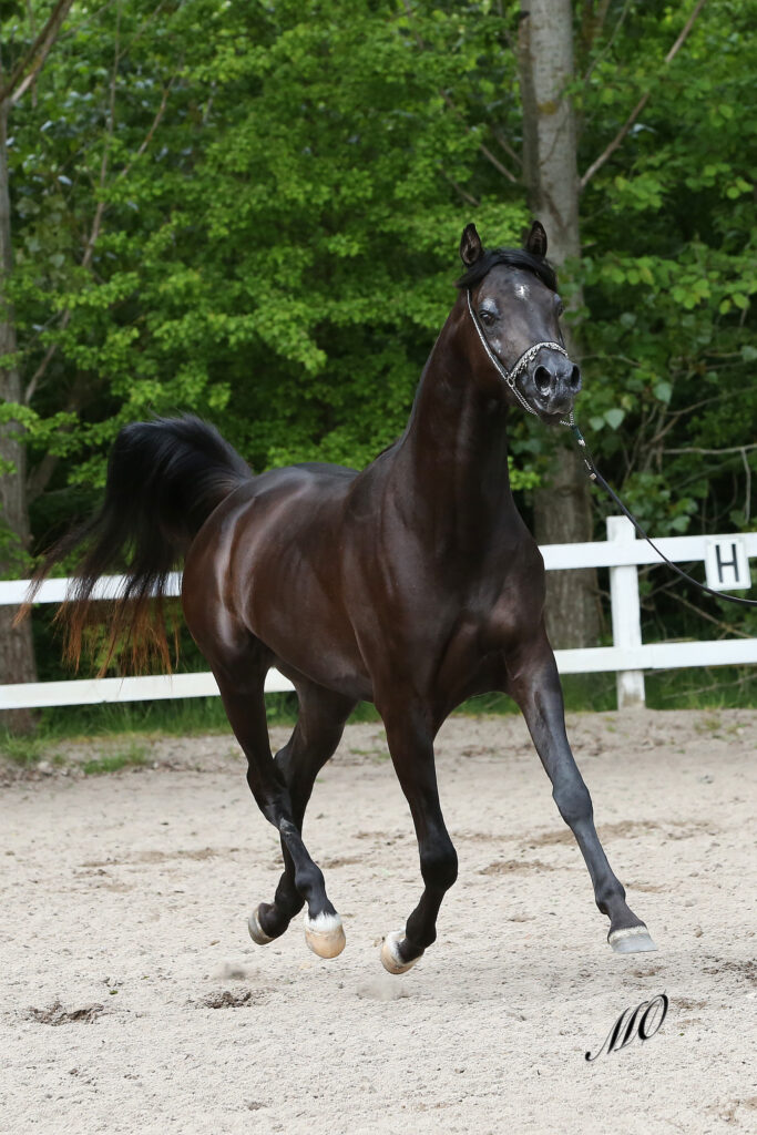 Black Arabian Stallion