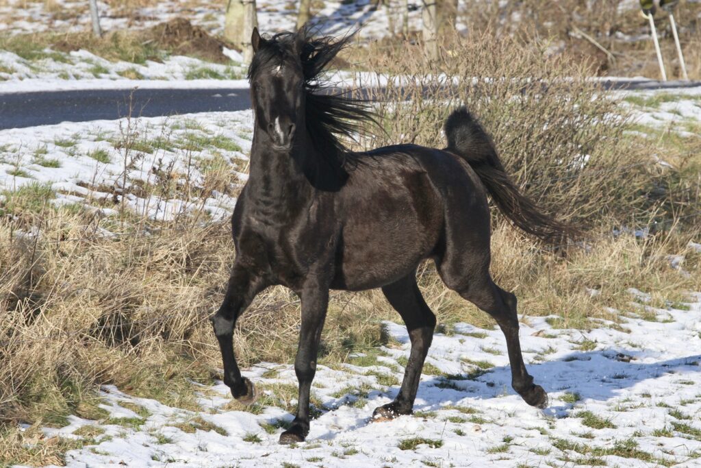 Black Arabian stallion