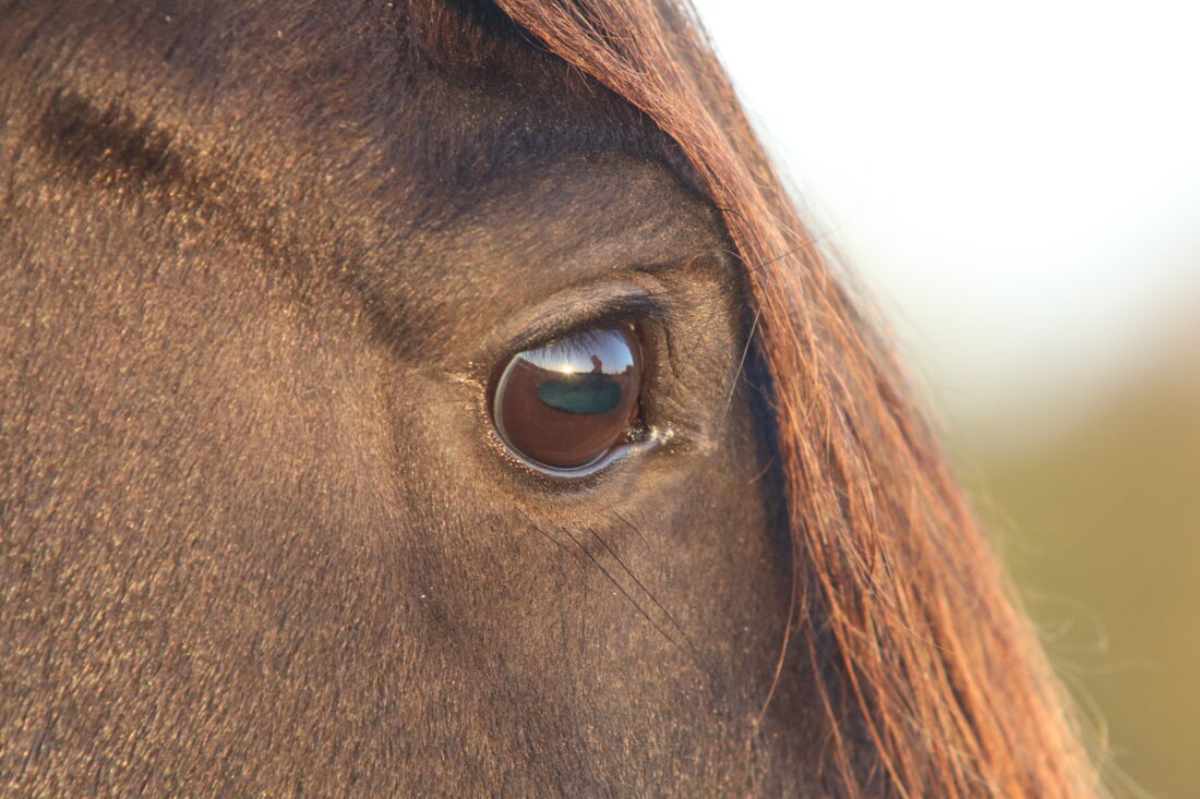 All horses deserve a good life