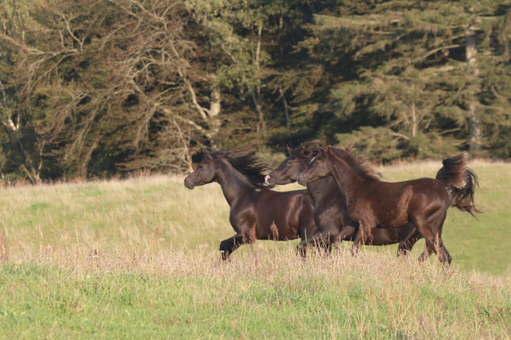Three black Arabian Horses
